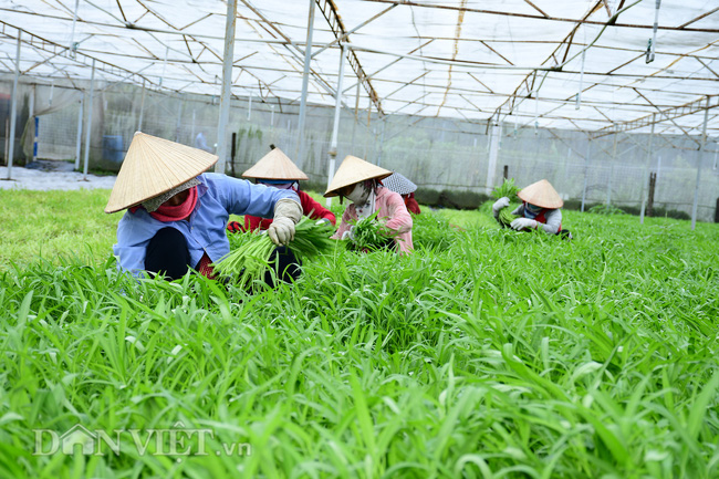 Nhiều doanh nghiệp hạt giống đang kêu khó. Ảnh minh họa của Dân Việt