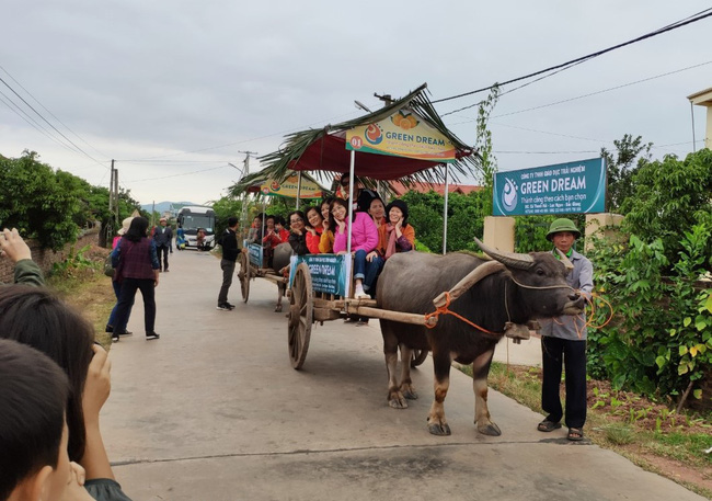 Du khách cưỡi xe trâu thăm vườn cam, bưởi.