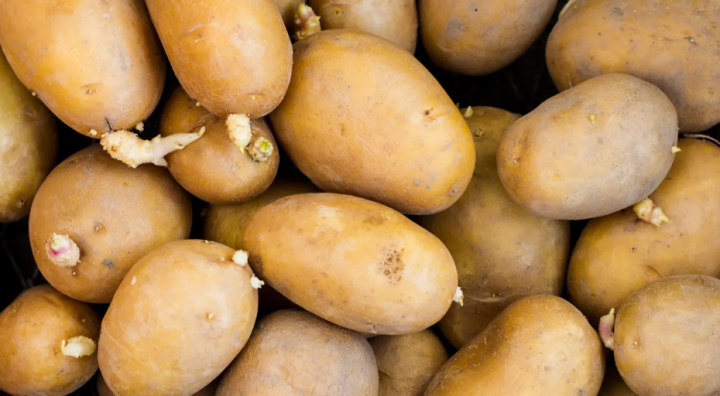 Nên loại bỏ những củ khoai tây mọc mầm để tránh ảnh hưởng sức khoẻ. (Ảnh: Healthline)